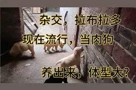 现在，好多人流行，用拉布拉多杂交土狗，当肉狗，体型大，适合