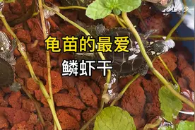 龟苗到家不吃东西怎么办？龟苗的最爱饵料鳞虾干，抢着吃，太香了