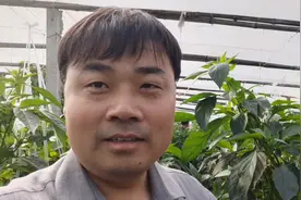 菜农大棚种植金富175辣椒，亩栽1500株，产量高达20000斤！视频封面
