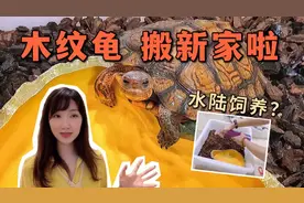尝鲜成功！给乌龟整个大水盆，看它在里面泡澡很惬意，木纹龟环境