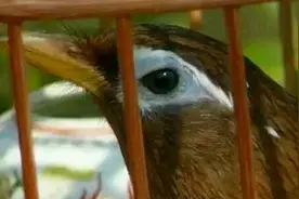 极品母鸟大叫声！