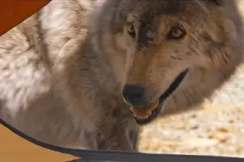 男子徒步无人区遭遇狼群攻击，差点领了盒饭