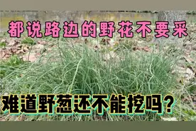 中国大叔在意大利的路边发现遍地都是野葱，为什么不敢挖来吃？