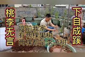 成活率最高的裸根苗移植方法，很多种植达人都在用，您不应该错过视频封面