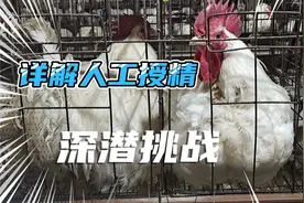 分享养鸡经验，教你如何做鸡群的人工输精，里面有视频详细讲解！