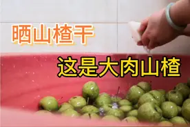 如今到了山楂采收的季节，今天给大家出制作山楂干方法