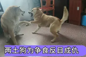 两只土狗争食物，总想在气势上压住对方，最终大打出手视频封面