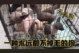 这种狗一根毛都不会掉，因为他根本就不长毛，农村叫做“光锭狗”