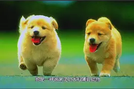 狗见到生人为什么会“汪汪”叫呢？