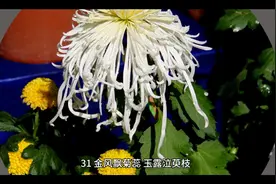 赞美老人经典语录3视频封面