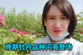 晚期牡丹品种相继绽放，正式进入盛花期视频封面