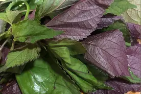 适合三伏天的“紫苏汤”，做法简单，作用多多