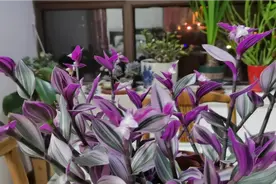 婚礼油画吊兰养护“三要点”，新手看一看，可规避叶斑，叶边焦视频封面