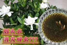 烟头水，真的能消灭害虫吗？连喷五次烟头水，试验出真相！视频封面