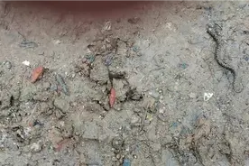 抓了一条蛇给洋鸭吃