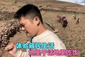 体验一天藏民生活，一排人给青稞地除草，中午饭就在地里解决视频封面
