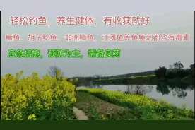 黄辣丁等鱼鱼刺有毒，刺伤手会引起肿痛，常备含碘消毒液有效防范