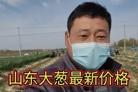 山东农民大哥种7亩大葱，亩产10000斤，看看收入多少钱？