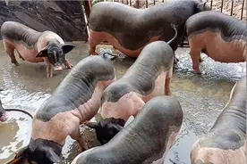 100元钱一只猪仔你们说还养猪的是土豪吗视频封面