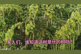 这是什么树，古代和近代洗头用的，以前我老妈都用它洗过头发的，视频封面