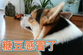 糖豆咔！咔吐白色粘沫，叫犬窝咳，吃人用的这两种药三天就好了。