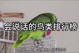 盘点那些会说话的鸟类排行榜
