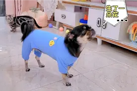 狗狗吃下一颗奇怪的豆子，竟神奇的长出一朵六色花