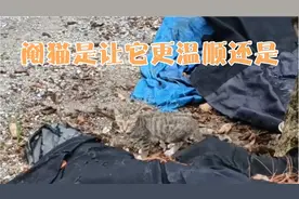 无意中拍到阉猫的视频，会这种手艺的人不多，是公猫还是母猫？视频封面
