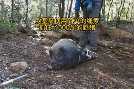 这位来自日本的欧吉桑，使用简单的陷阱抓住了500多斤的野猪