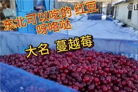 在东北红豆（呀咯哒--大名“蔓越莓”）是可以吃的，原一中 二小视频封面