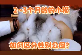 2~3个月龄的小猫，如何区分性别公母？弟弟妹妹一看便知！