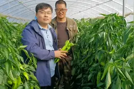 菜农种植金富175辣椒，自述亩产超过25000斤！好品种好技术是关键视频封面