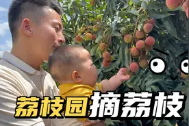 摆摊老公想干大事，跟朋友去海南摘荔枝，一路风景，太治愈了视频封面
