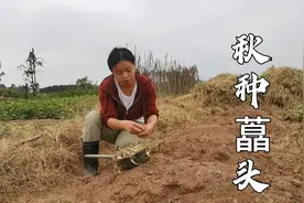 九藠十窝，农村姑娘种藠头，把种藠头经验分享给你，吃藠头好处多