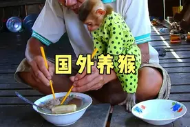 国外是怎么养猴子的，今天带你们来看一下，像伺候大爷一样视频封面