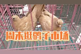 周末逛鸽子市场，120元一对的戴凤点子观赏鸽朋友们你们说贵吗视频封面