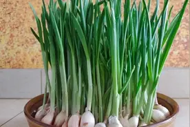 爱吃蒜苗别买了，在家用盘子就能“生”，8天生大盘，能吃一冬天