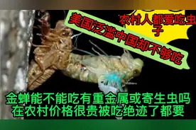 农村人爱吃的虫子金蝉能吃吗，真的有重金属和寄生虫吗？你吃过吗