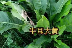 拉萨的植物，牛耳大黄别名野菠菜，看看它有什么功效