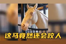 【搞笑配音】这马竟然会咬人....看这眼神不太像啊....视频封面