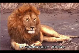 解梦—梦见狮子视频封面