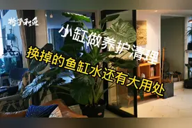 椅子和鱼-小鱼缸养护（鱼缸水有大用处）节约用水视频封面