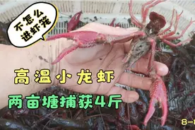 高温小龙虾两亩捕4斤，进笼有点少，8月气温太高了视频封面