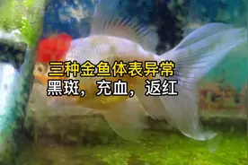 三种金鱼体表鳞片异常的原因和处理方法，第三种返红你一定没见过