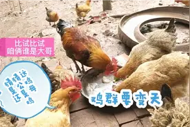 鸡群要变天，母鸡鸡冠比公鸡的还漂亮！接下来会发生什么？
