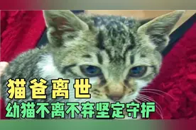 猫爸已经不在 小花猫不离不弃 守护猫爸视频封面