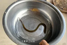 隔壁邻居送给我一条蛇鱼视频封面