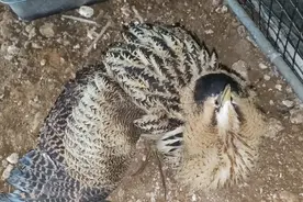 啄目鸟！亲测杀伤力太强了，野外遇到一定要小心！