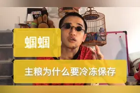 饲养蝈蝈的主粮泡黄豆，为什么需要冷冻保存，综合考虑保鲜和方便
