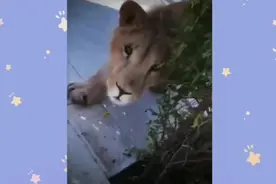 错把狮子当成金毛😂视频封面